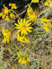 Jacobaea vulgaris