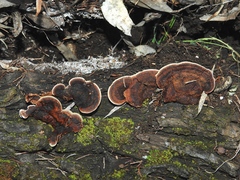 Gloeophyllum abietinum