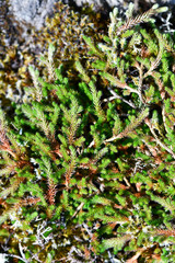 Selaginella wallacei