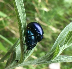Oreina caerulea