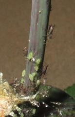 Uroleucon sonchi