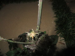 Uroleucon sonchi