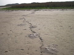 Geomys personatus