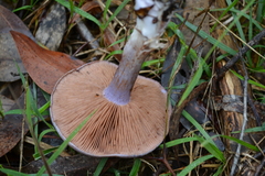 Phlegmacium lavendulense