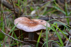 Phlegmacium lavendulense