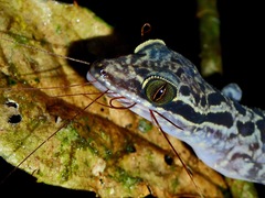 Cyrtodactylus ingeri