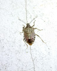 Halyomorpha halys