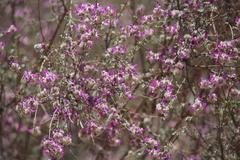 Dalea pulchra