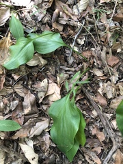 Proiphys cunninghamii