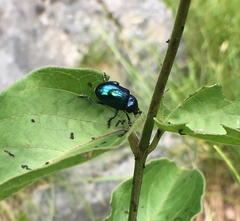 Chrysochus asclepiadeus
