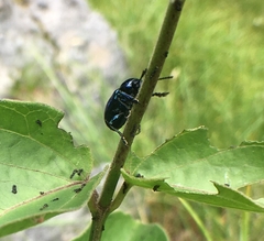 Chrysochus asclepiadeus