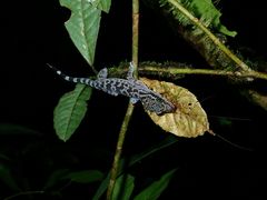 Cyrtodactylus ingeri