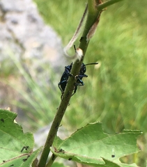 Chrysochus asclepiadeus