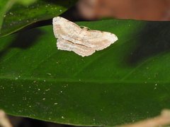Calletaera dentata