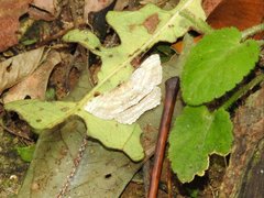 Calletaera dentata