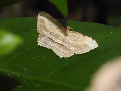 Calletaera dentata