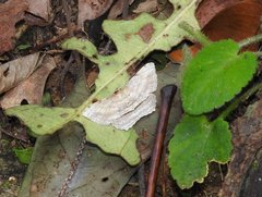 Calletaera dentata