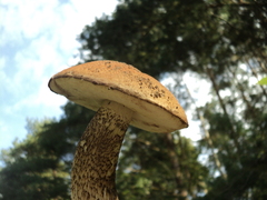 Leccinum