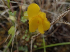 Erythranthe microphylla
