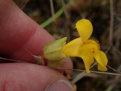 Erythranthe microphylla