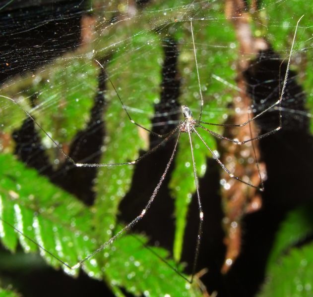 Modisimus glaucus