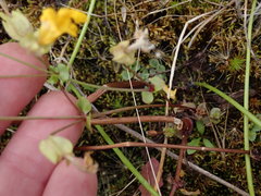 Erythranthe microphylla