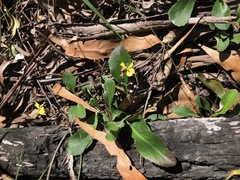 Goodenia hederacea