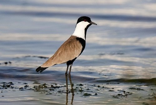 Spur-winged Lapwing
