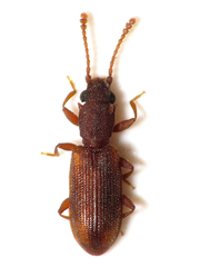 Silvanoprus angusticollis