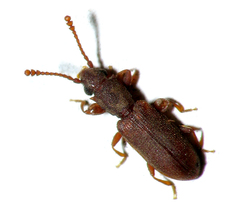 Silvanoprus angusticollis