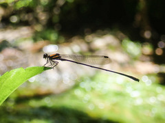Prodasineura croconota