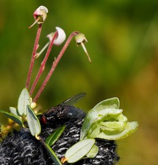 Exobasidium oxycocci