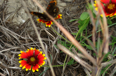 Junonia stemosa