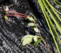 Exobasidium oxycocci