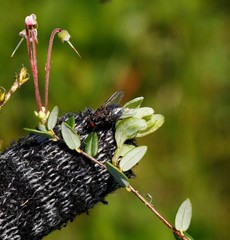 Exobasidium oxycocci