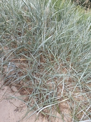 Leymus arenarius