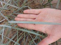 Leymus arenarius