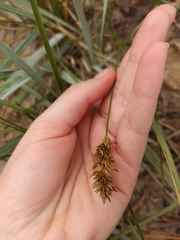 Carex arenaria
