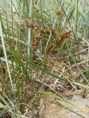 Carex arenaria