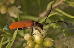 Stenoderus ostricilla