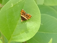 Choreutis argoxantha