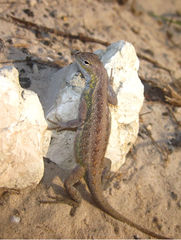 Holbrookia propinqua