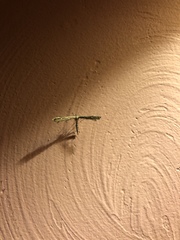 Amblyptilia pica