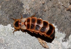 Nyctophila colorata