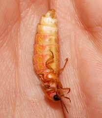 Nyctophila colorata