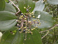 Miconia conomicrantha