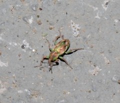 Coniatus tamarisci