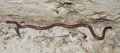 Xerotyphlops vermicularis