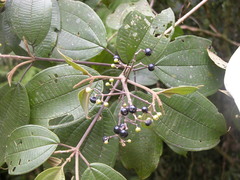 Miconia conomicrantha