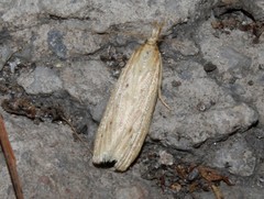 Ematheudes punctella